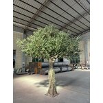 Artificial Olive Tree Manufacturer - OEM/ODM Custom Realistic Fiberglass Plant