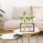 Propagation Station Manufacturer - OEM/ODM Custom Desktop Air Plant Terrarium