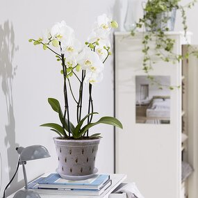 Orchid Pot Manufacturer - OEM/ODM Custom Clear Plastic with Holes Garden