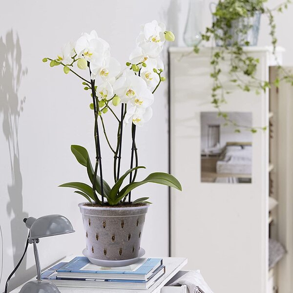 Orchid Pot Manufacturer - OEM/ODM Custom Clear Plastic with Holes Garden