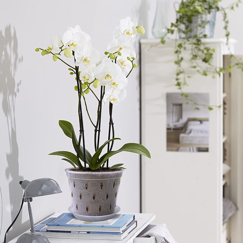 Orchid Pot Manufacturer - OEM/ODM Custom Clear Plastic with Holes Garden