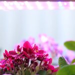 Smart Garden Manufacturer - OEM/ODM Custom Fiberglass Self Watering Planter