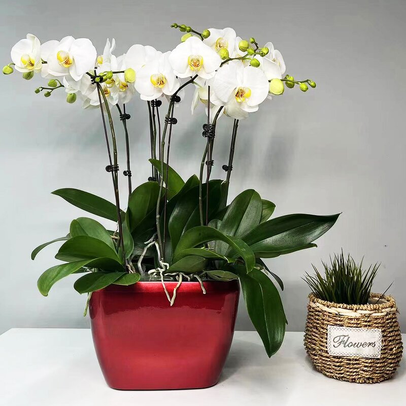 Orchid Pot Manufacturer - OEM/ODM Custom 360 Degree Breathable Clear Slit