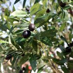 Artificial Olive Tree Manufacturer - OEM/ODM Custom Large Outdoor Fiberglass