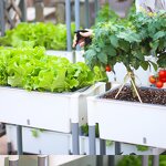 Large Flower Pot Manufacturer - OEM/ODM Custom 11.8 Inches High Diamond