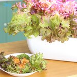 Smart Garden Manufacturer - OEM/ODM Custom WIFI Indoor Fiberglass Planter