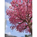 Artificial Cherry Tree Manufacturer - OEM/ODM Custom Huge Fiberglass Bend Trunk