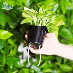 Plant Wall Manufacturer - OEM/ODM Custom Office Decoration Air Purification