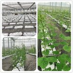 Seedling Bag Manufacturer - OEM/ODM Custom PE Planting Bag Greenhouse