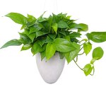 Self Watering Pot Manufacturer - OEM/ODM Custom Plastic Flower Vegetable Pot