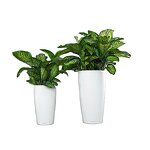 Self Watering Plant Pot Manufacturer - OEM/ODM Custom Big Succulent Unique Garden