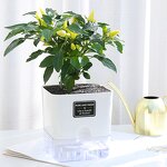 Self Watering Pot Manufacturer - OEM/ODM Custom Plastic Home Garden Vegetable