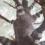 Artificial Cherry Tree Manufacturer - OEM/ODM Custom 10 Feet Fiberglass White