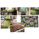 Seedling Tray Manufacturer - OEM/ODM Custom 72 Cell Plug Tray Germination