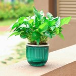 Self Watering Plant Pot Manufacturer - OEM/ODM Custom Double Layer Spider Plant