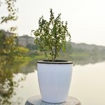 Self Watering Flower Pot Manufacturer - OEM/ODM Custom Plastic PP Garden Supplies
