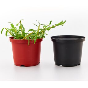 Gallon Flower Pot Manufacturer - OEM/ODM Custom 1 Gallon Black Plastic Plant