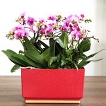 Orchid Pot Manufacturer - OEM/ODM Custom 360 Degree Breathable Clear Slit