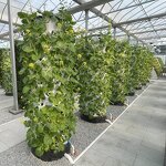 Strawberry Tower Manufacturer - OEM/ODM Custom Vertical Hydroponic Indoor