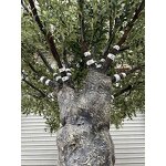 Artificial Olive Tree Manufacturer - OEM/ODM Custom Large Outdoor Fiberglass