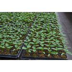 Nursery Tray Manufacturer - OEM/ODM Custom 105 Cells Grow Seedling Box