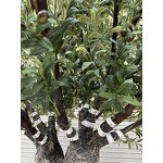 Artificial Olive Tree Manufacturer - OEM/ODM Custom Large Outdoor Fiberglass