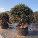 Raised Garden Bed Manufacturer - OEM/ODM Custom 2-Pack Outdoor Deep Root