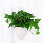 Self Watering Pot Manufacturer - OEM/ODM Custom Plastic Flower Vegetable Pot