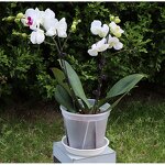 Orchid Pot Manufacturer - OEM/ODM Custom Clear Plastic with Holes Planter