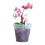 Orchid Pot Manufacturer - OEM/ODM Custom 4.8-6.4 Inch Clear with Holes