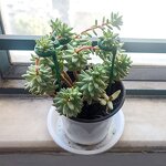 Strawberry Display Rack Manufacturer - OEM/ODM Custom Plastic 3 Legs Support