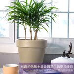 Plastic Flower Pot Manufacturer - OEM/ODM Custom Various Size PP Material