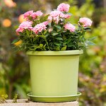 Planter Pot Manufacturer - OEM/ODM Custom Round Plastic Nordic with Root