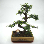 Flower Pot Tray Manufacturer - OEM/ODM Custom Frosted Thickened PS Plastic