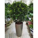 Terracotta Pot Manufacturer - OEM/ODM Custom Italian Terracotta for Indoor