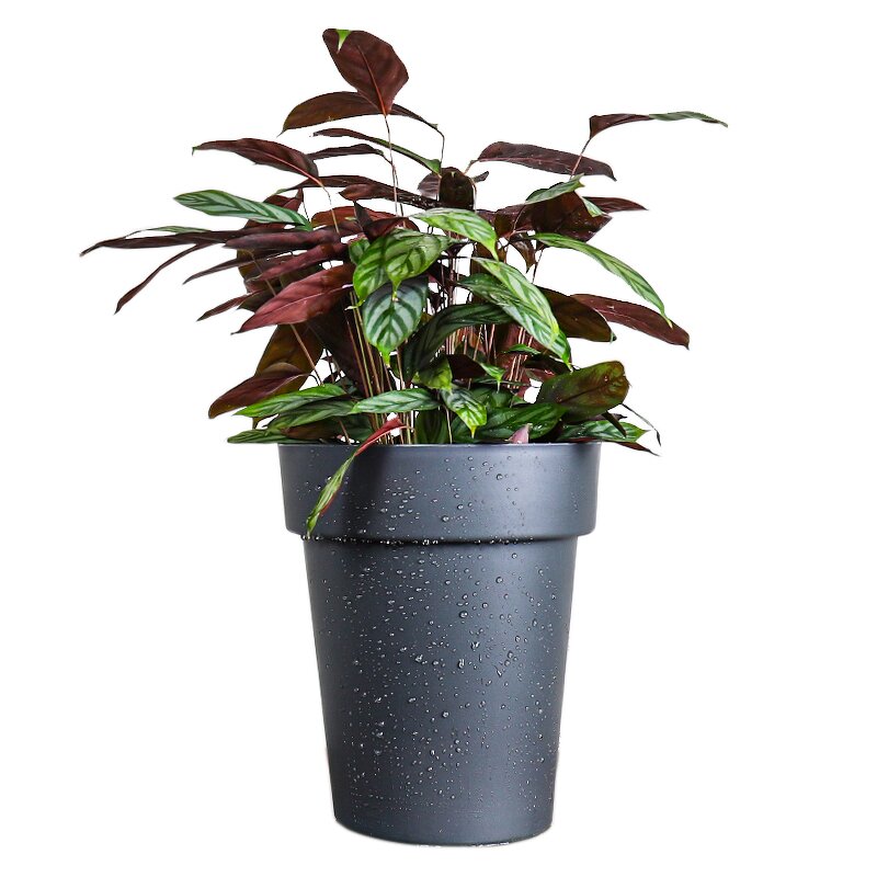 Root Control Pot Manufacturer - OEM/ODM Custom Clematis Breathable Plastic