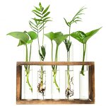 Propagation Station Manufacturer - OEM/ODM Custom Desktop Air Plant Terrarium