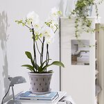 Orchid Pot Manufacturer - OEM/ODM Custom Clear with Holes and Saucers