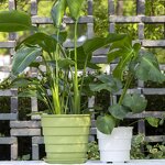 Flower Pot Manufacturer - OEM/ODM Custom Beautiful Planters Home Decoration