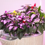 Smart Garden Manufacturer - OEM/ODM Custom Fiberglass Vegetable Planters Box