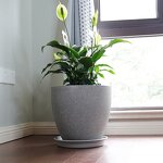 Flower Pot Manufacturer - OEM/ODM Custom PP Tree Planter 21 Inch Plant