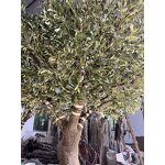 Artificial Olive Tree Manufacturer - OEM/ODM Custom Realistic Fiberglass Plant