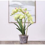 Orchid Pot Manufacturer - OEM/ODM Custom Clear Plastic with Holes Garden
