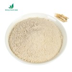 Health Care Panax Ginseng Root Extract Powder Ginsenoside 10% Salidroside