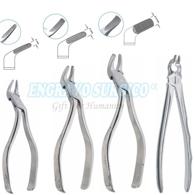 Extraction Forceps Factory - English Pattern Stainless Steel Dental