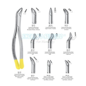 Extracting Forceps Manufacturer - Dental Instruments English Pattern
