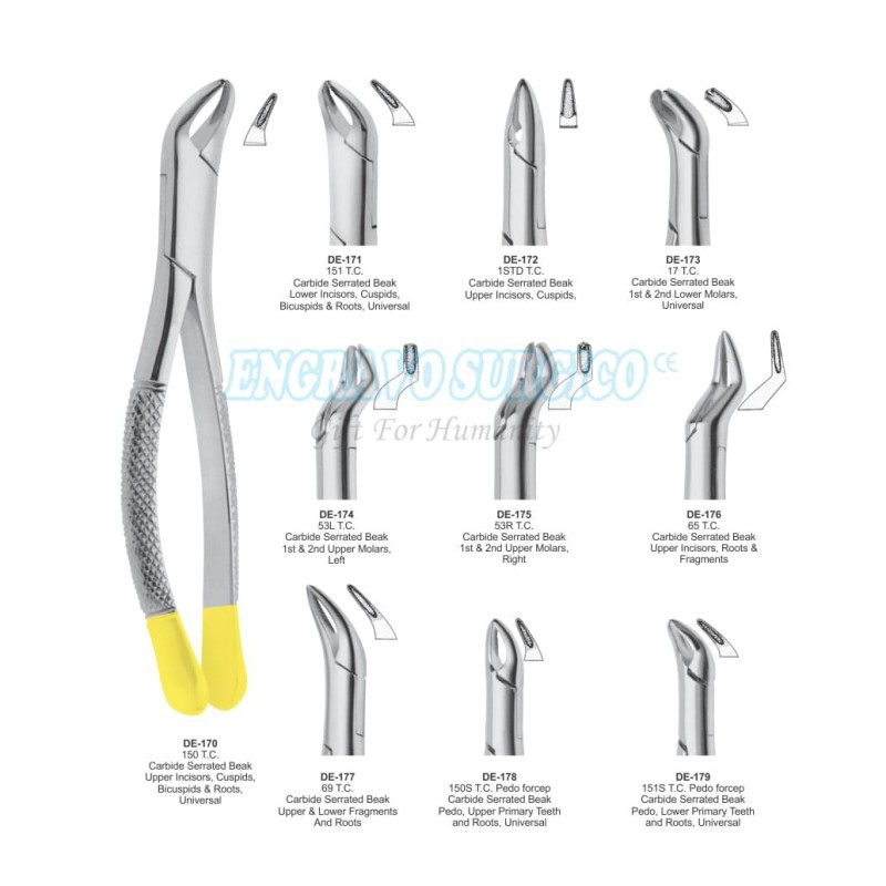 Extracting Forceps Manufacturer - Dental Instruments English Pattern