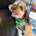 Pet Tag Supplier - Personalized Blank Silicone Bone with Keyring