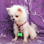 Pet Tag Supplier - Personalized Blank Silicone Bone with Keyring