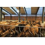 Pre Engineered Steel Buildings Manufacturer - OEM/ODM Low Cost Dairy Farm Shed Cow Shed Farm Kits